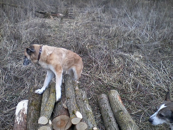 med_Ein wenig wackelig.jpg (600 x 450)